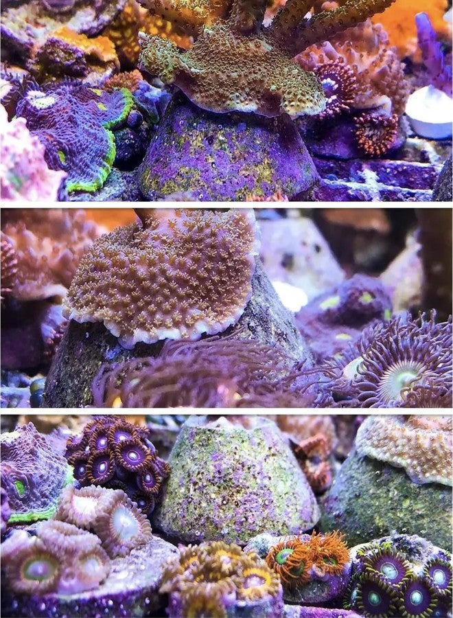 REEFSMART AQUADOMES Large Heavy Coral Frag Plugs Mounts, 10 Pack - Image 2